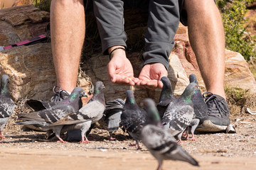 Man holding food for pigeons 