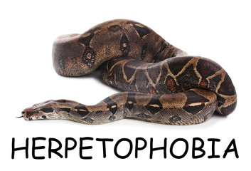 Fototapeta premium Brown boa constrictor on white background. Herpetophobia concept