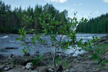Natural green branches infront of a wild river. Summertime in Sweden.