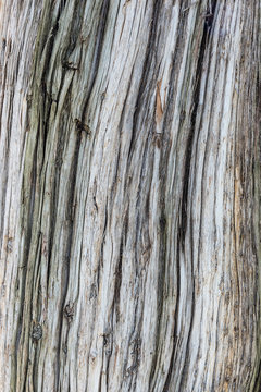 Rough textured bark on old Tree
