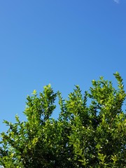 Arbre citrons vert