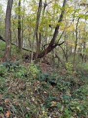 Leaves turning in the woods