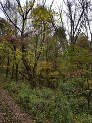 path in the woods