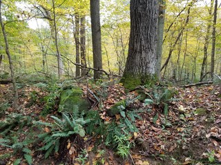 Ferns in the woods