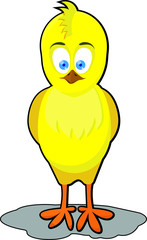yellow chick