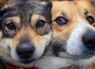 portrait two cute happy dogs sit next to each other with their funny muzzles pressed together