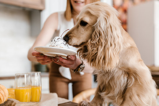 Cute cocker spaniel smelling tasty cake with cream.
