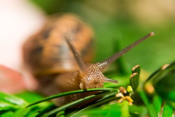 Close up shot of a snail crawling on green pine tree leaves, against a green bokeh background