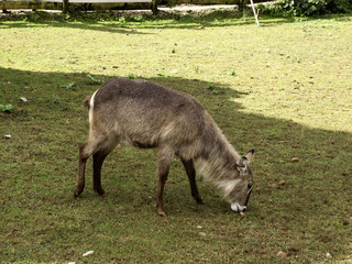 Antilope saber nature