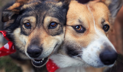 portrait two cute happy dogs sit next to each other with their funny muzzles pressed together