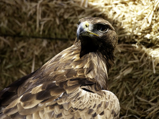 Owl real falconry