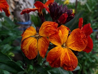 Obraz na płótnie Canvas orange tiger lily