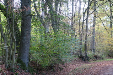 Waldidylle