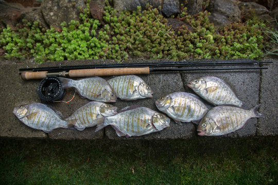 Fresh caught fish
