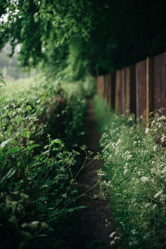 Wild Yarrow Blocking A Rural Path