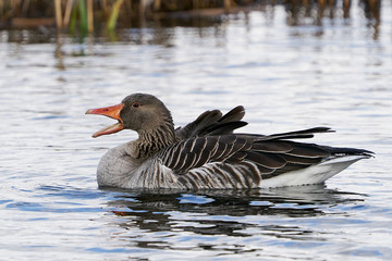 Greylag goose (Anser anser) in its habitat in Denmark