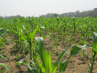 green corn field