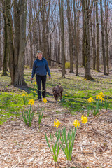 Woman walking dog on forest path near daffodils during Covid-19 quarantine