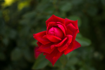 red rose in the garden blooming flower bud