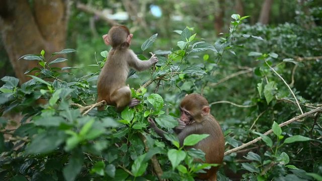 Babies red face monkeys Rhesus macaque playing on a tree branch in tropical nature park of Hainan, China. Cheeky monkey in the natural forest area. Wildlife scene. Macaca mulatta. Slow motion video
