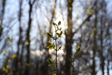 Small green leaves on a tree branch. Coming of spring. Selective focus on leaves