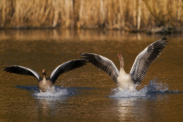 Greylag goose (Anser anser) in its habitat in Denmark
