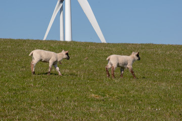 Lamm auf dem Deich