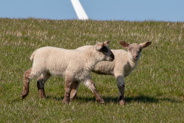 Lamm auf dem Deich
