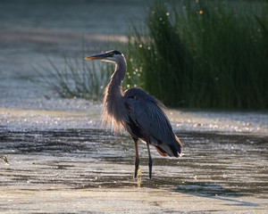Great Blue Heron at sunrise golden hour. Wading through Marsh in Hamptom, New Brunswick Canada