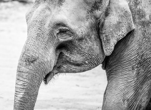 Indian Elephant - close-up portrait in black and white