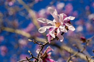 A blooming magnolia in soft focus on a blurred natural background. Spring flowers on a sunny day. Blue sky.