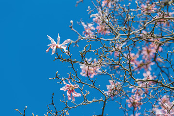 Pink magnolia flower in the park in springtime. Beautiful bright floral background with magnolia. Blooming flower of soft focus