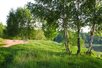summer landscape with young birches