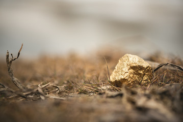 Golden ore on the ground close up concept.