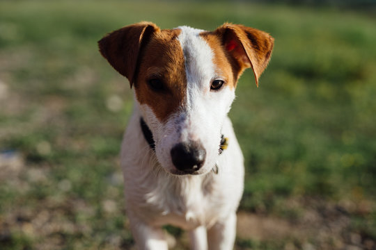 Portrait of a Jack russell dog