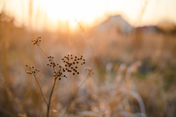 Beautiful sunset light over dry grass in field with village farm house in background