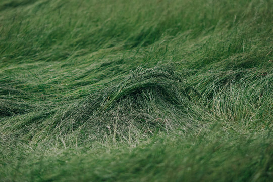 Annual Bluegrass Waves (Poa Annua)
