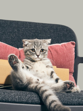 Kitten lying on armchair at home