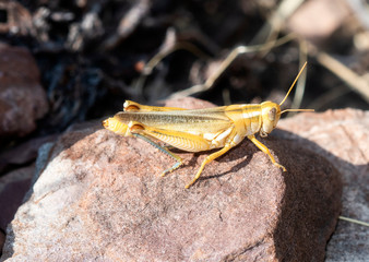 Packard's Grasshopper (Melanoplus packardii) Perched on a Red Rock in Eastern Colorado