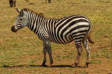 Fototapeta na wymiar Zebra standing on a grass field in Tanzania National Park