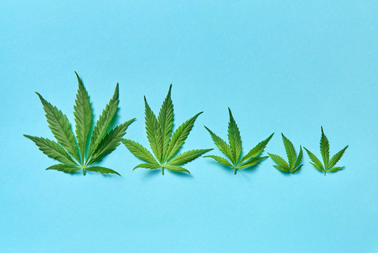 Range of cannabis leaves