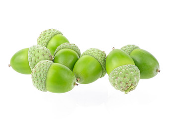 Green acorn fruits isolated on a white background
