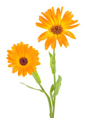 Fototapeta premium Two flowers of marigold with leaves isolated on a white background. Calendula.