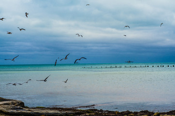 seagulls at the ocean