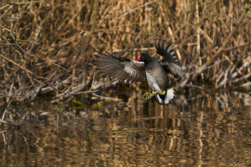 Common moorhen (Gallinula chloropus) in flight