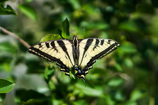 Tiger Swallowtail Butterfly