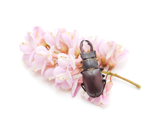 Flower of acacia with a beetle.