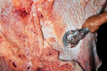 Man cleaning ostrich skin before tanning 