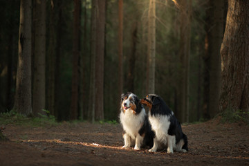 two dogs in the forest. Pet in nature at sunset. Tricolor Australian Shepherd Dog outdoors