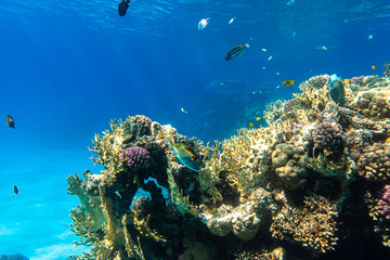 Fototapeta premium Coral Reef And Tropical Fish In Red Sea, Egypt. Blue Turquoise Clear Ocean Water, Hard Corals And Rock In The Depths, Sun Rays Shining Through Water Surface, Underwater Diversity.